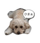 〜茶々丸くんの日常〜（個別スタンプ：2）