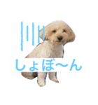 〜茶々丸くんの日常〜（個別スタンプ：4）