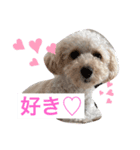 〜茶々丸くんの日常〜（個別スタンプ：5）