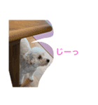 〜茶々丸くんの日常〜（個別スタンプ：6）