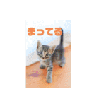 ナッツんちの5匹（個別スタンプ：10）