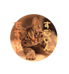 ナッツんちの5匹（個別スタンプ：13）