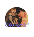ナッツんちの5匹（個別スタンプ：14）