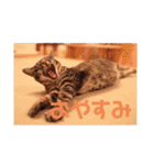 ナッツんちの5匹（個別スタンプ：20）