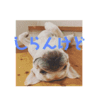 ナッツんちの5匹（個別スタンプ：22）