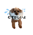 広島のトイプードルりゅうちゃん3（個別スタンプ：10）