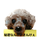 広島のトイプードルりゅうちゃん3（個別スタンプ：16）
