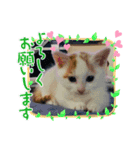 茶白子猫☆ひなたちゃん☆6（個別スタンプ：2）