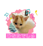 茶白子猫☆ひなたちゃん☆6（個別スタンプ：3）