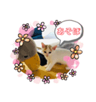 茶白子猫☆ひなたちゃん☆6（個別スタンプ：4）
