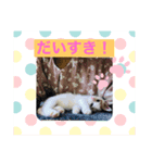 茶白子猫☆ひなたちゃん☆6（個別スタンプ：5）