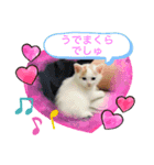 茶白子猫☆ひなたちゃん☆6（個別スタンプ：6）