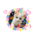 茶白子猫☆ひなたちゃん☆6（個別スタンプ：8）