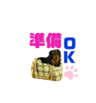 ミニチュアダックス夏男さん（個別スタンプ：1）