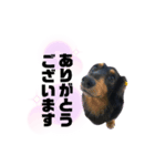 ミニチュアダックス夏男さん（個別スタンプ：4）