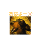 ミニチュアダックス夏男さん（個別スタンプ：7）