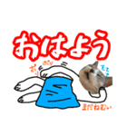 ぺぺさんの1日（個別スタンプ：1）