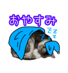 ぺぺさんの1日（個別スタンプ：4）