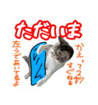 ぺぺさんの1日（個別スタンプ：8）
