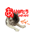 ぺぺさんの1日（個別スタンプ：10）