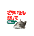 ぺぺさんの1日（個別スタンプ：11）