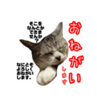 ぺぺさんの1日（個別スタンプ：14）