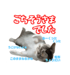 ぺぺさんの1日（個別スタンプ：17）