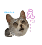 ぺぺさんの1日（個別スタンプ：29）