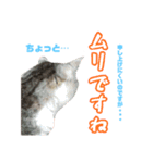 ぺぺさんの1日（個別スタンプ：33）