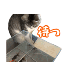 ぺぺさんの1日（個別スタンプ：39）
