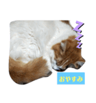 家の猫ズ@きなこもち（個別スタンプ：2）