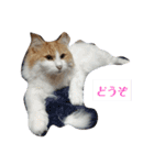 家の猫ズ@きなこもち（個別スタンプ：15）