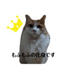 家の猫ズ@きなこもち（個別スタンプ：16）