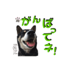 表情豊かな黒柴リキたん.2（個別スタンプ：1）