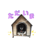 表情豊かな黒柴リキたん.2（個別スタンプ：4）