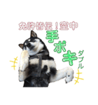 表情豊かな黒柴リキたん.2（個別スタンプ：11）