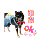 表情豊かな黒柴リキたん.2（個別スタンプ：15）
