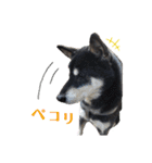 表情豊かな黒柴リキたん.2（個別スタンプ：19）