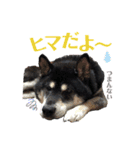 表情豊かな黒柴リキたん.2（個別スタンプ：22）