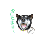 表情豊かな黒柴リキたん.2（個別スタンプ：25）