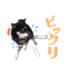 表情豊かな黒柴リキたん.2（個別スタンプ：26）