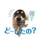 表情豊かな黒柴リキたん.2（個別スタンプ：30）