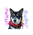 表情豊かな黒柴リキたん.2（個別スタンプ：31）