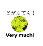 佐賀弁と英語と薔薇と緑（個別スタンプ：1）