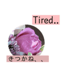 佐賀弁と英語と薔薇と緑（個別スタンプ：2）