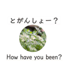 佐賀弁と英語と薔薇と緑（個別スタンプ：6）