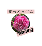 佐賀弁と英語と薔薇と緑（個別スタンプ：11）