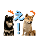 豆柴きょうだい もなかとあずき（個別スタンプ：3）