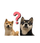 豆柴きょうだい もなかとあずき（個別スタンプ：4）