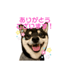 豆柴きょうだい もなかとあずき（個別スタンプ：6）